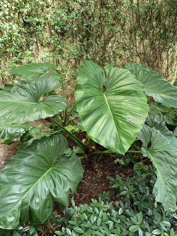 茂盛的绿色象耳热带植物在西棕榈滩，佛罗里达