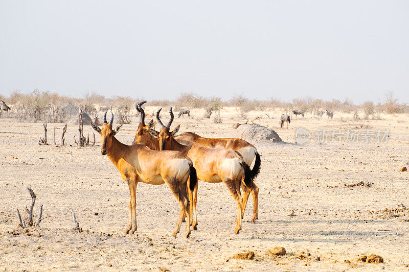 在纳米比亚的羚羊的一种