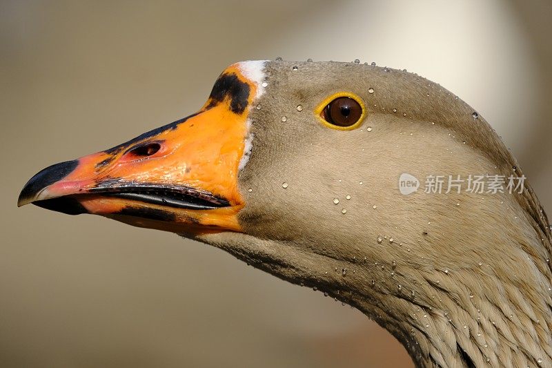 鸭子的肖像