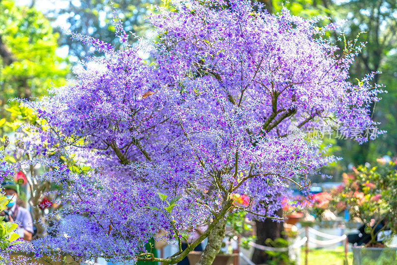 早春紫杏花盛开