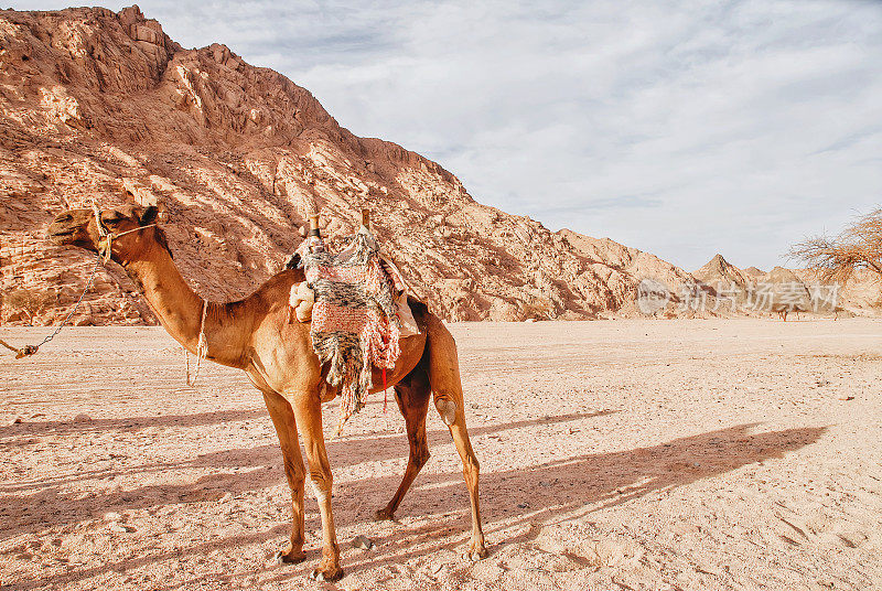 埃及西奈沙漠中的骆驼