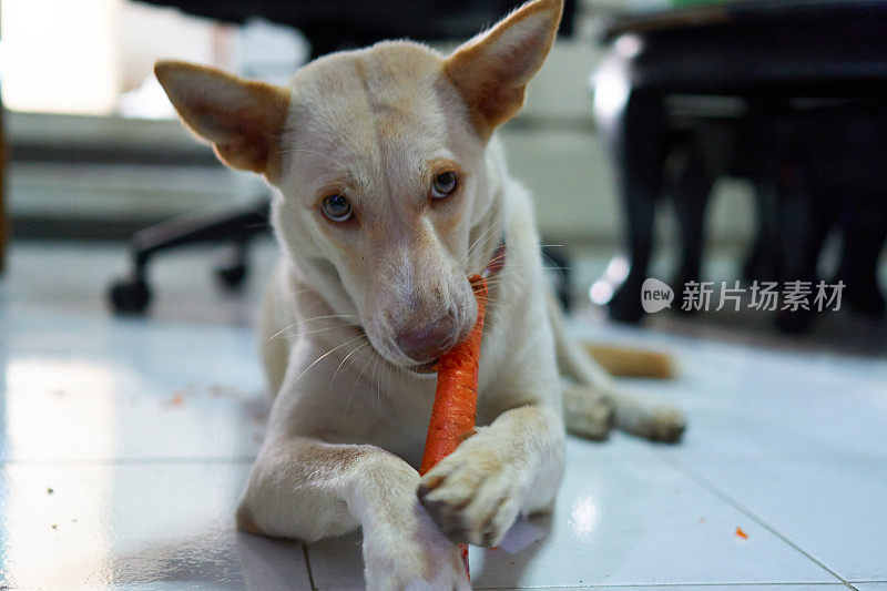 小狗在吃胡萝卜