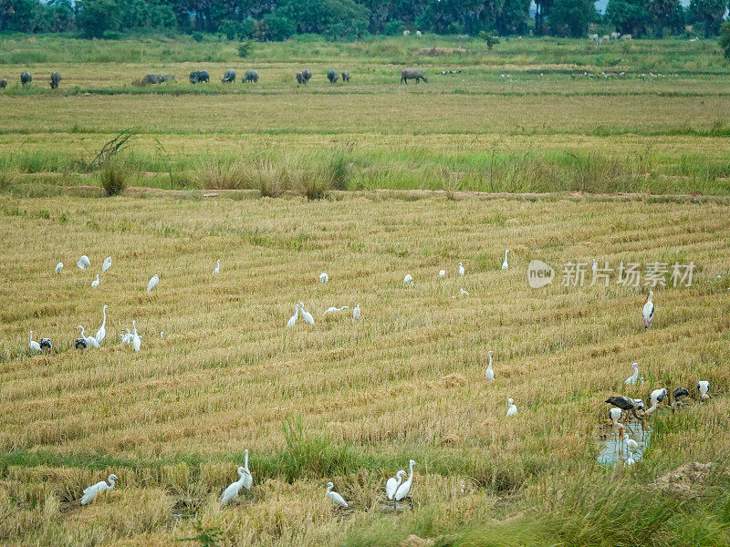 稻田里的白鹭和鹤。柬埔寨磅湛省农村。