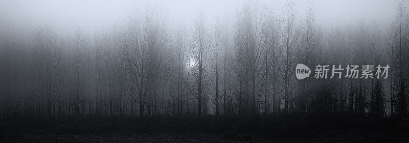 阴森的、黑暗的、雾蒙蒙的冬季景观