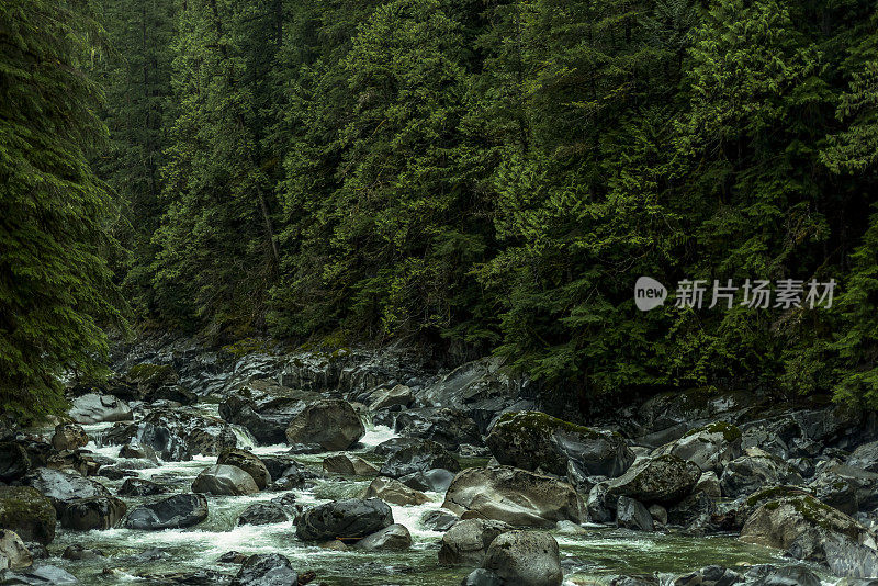 小溪流经茂密的雨林的风景