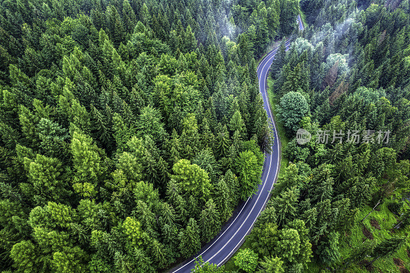 鸟瞰绿色森林中的山路