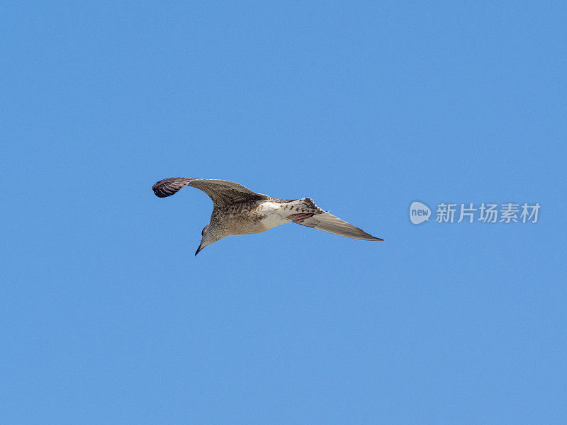 年轻的欧洲鲱鱼鸥在蓝天上飞翔