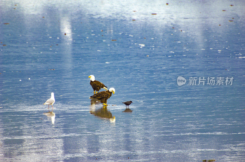 低潮鹰