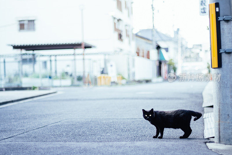 黑猫过马路