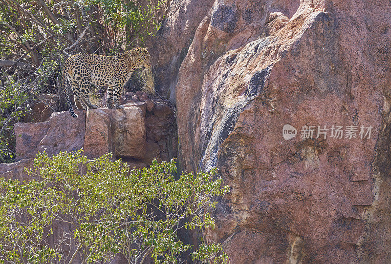 在南非美丽的兰斯堡国家公园，野生豹在夏天的巨石上