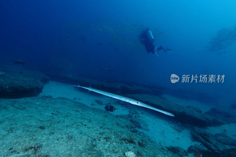 人们在海里游泳