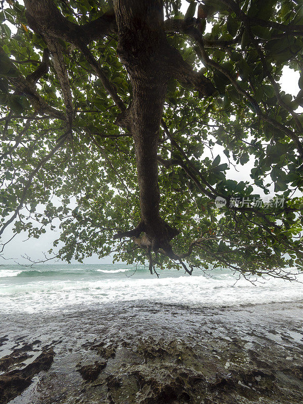 在加勒比海海滩的热带树下