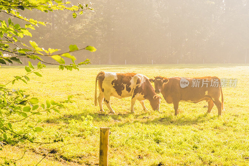 秋天日出时草地上的荷兰束腰湖包膜牛