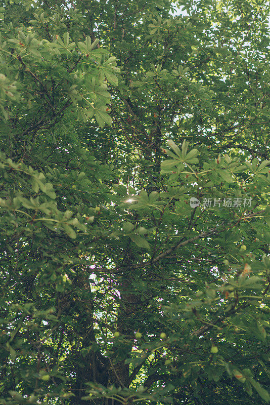 夏季大型落叶树的风景