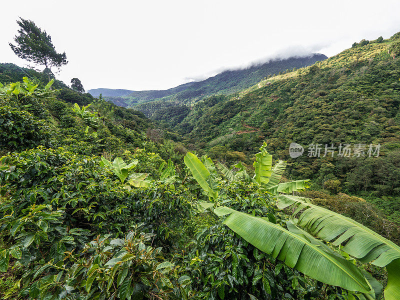 哥斯达黎加圣玛丽亚地区的咖啡种植园