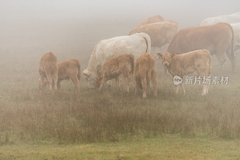 肉制品行业的养牛。