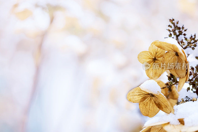 花下的雪