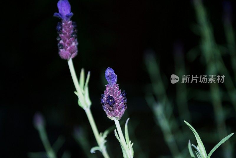 香草花园里的薰衣草花