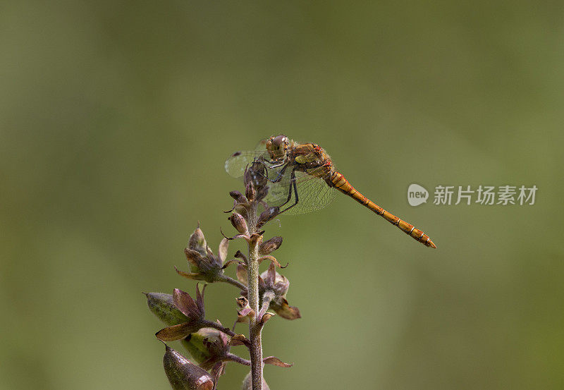 普通飞镖蜻蜓