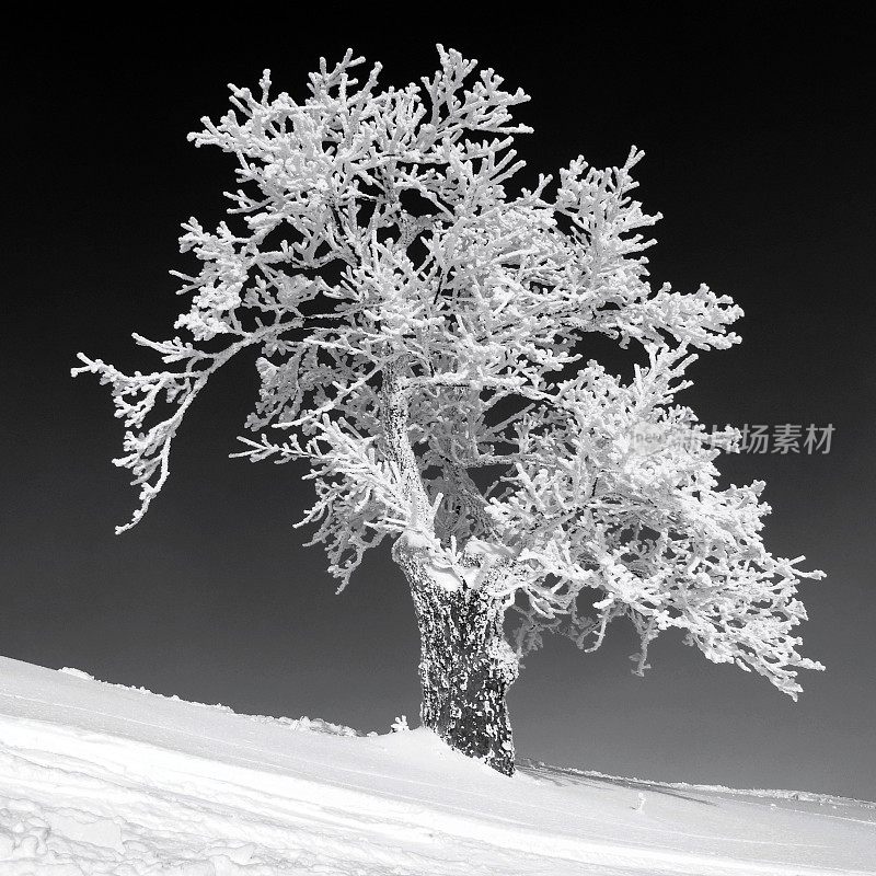 欧洲下奥地利昂特堡的一棵结白霜的树