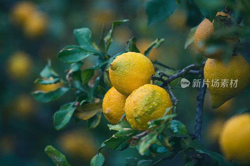 一串新鲜成熟的柠檬放在雨中的柠檬树枝上。