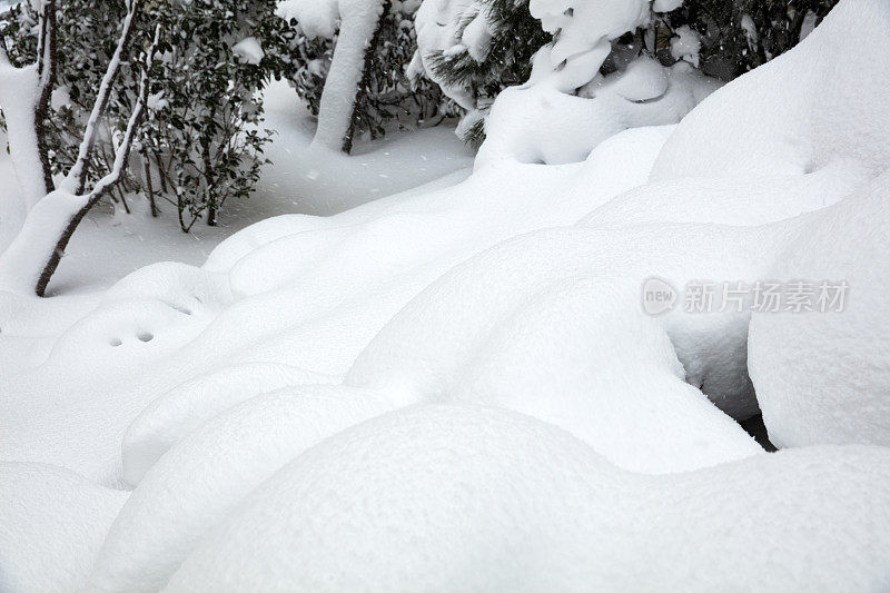 光滑的雪表面与小凸起的树