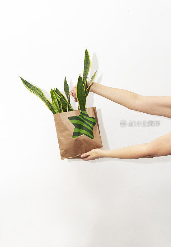 特写的妇女的手握绿色植物山茱萸在纸袋上白色背景墙