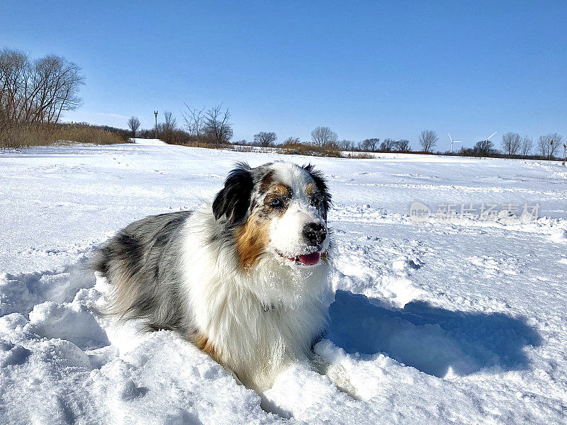 澳大利亚牧羊犬坐在雪地里