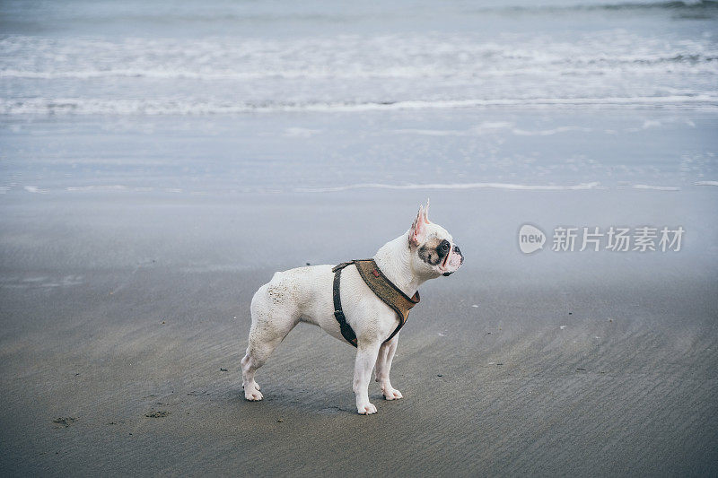 海滩上法国斗牛犬的侧视图