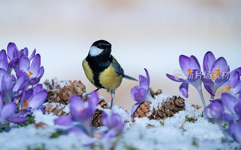 雪中番红花丛中的山雀