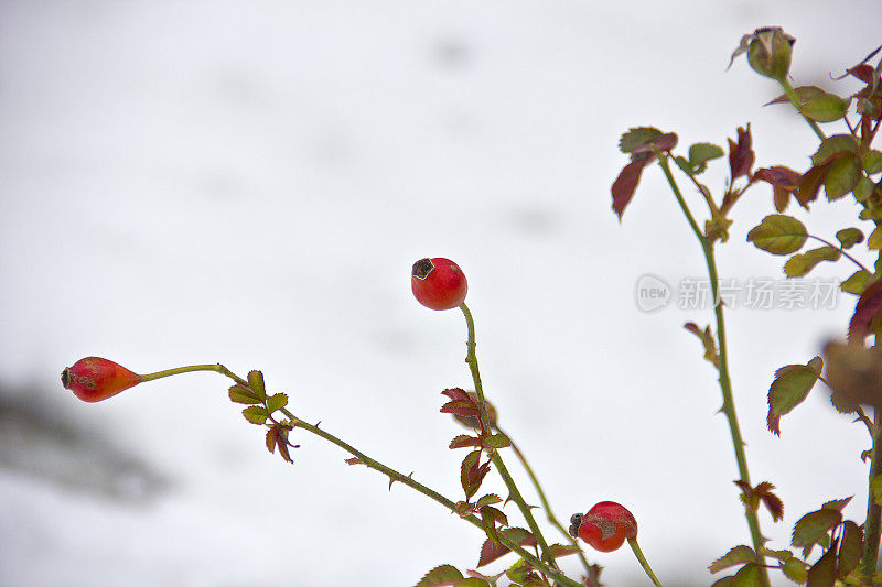 雪覆盖的树