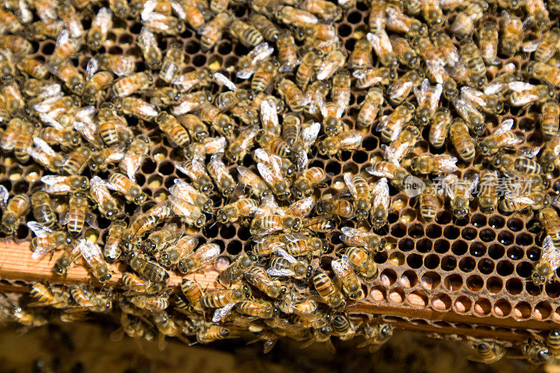 蜜蜂在蜂房里群集