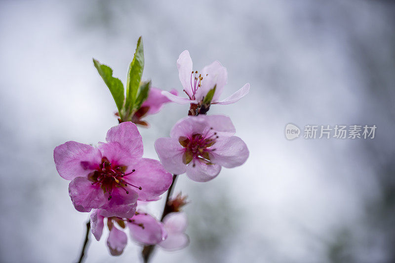 特写的花抽象