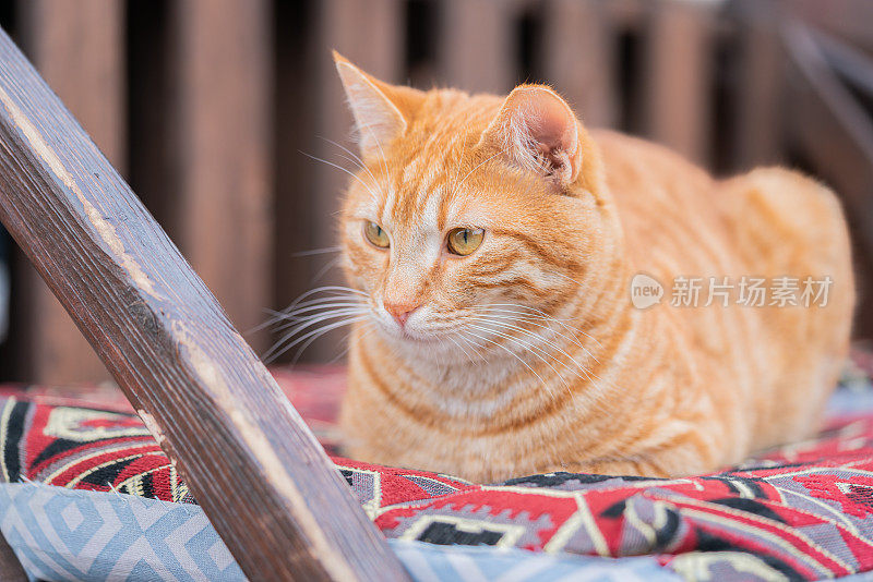 躺在沙发上的姜猫的特写