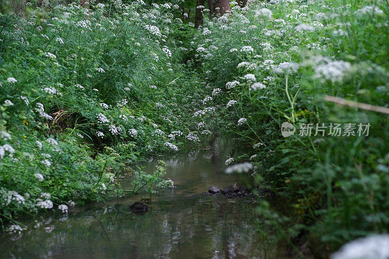 潺潺的河水被野花环绕