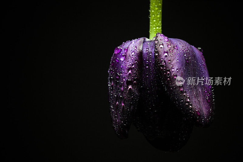 夜之女王黑色郁金香花