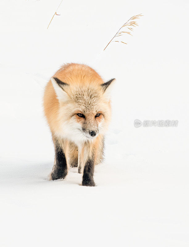 红狐狸在雪地里寻找食物