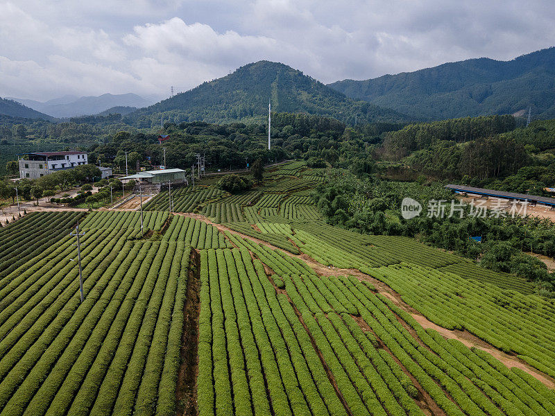 鸟瞰条纹绿茶园