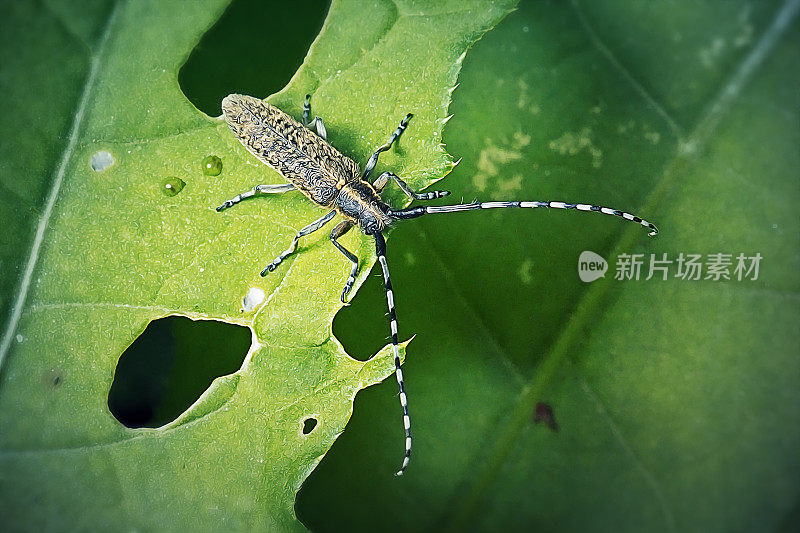 金花灰色长角甲虫昆虫