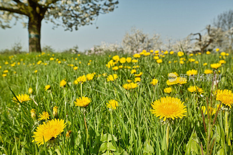 春天，绿色的草地上长着黄色的蒲公英