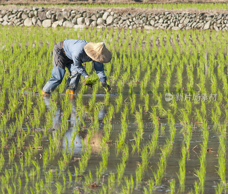 农民在稻田里工作。