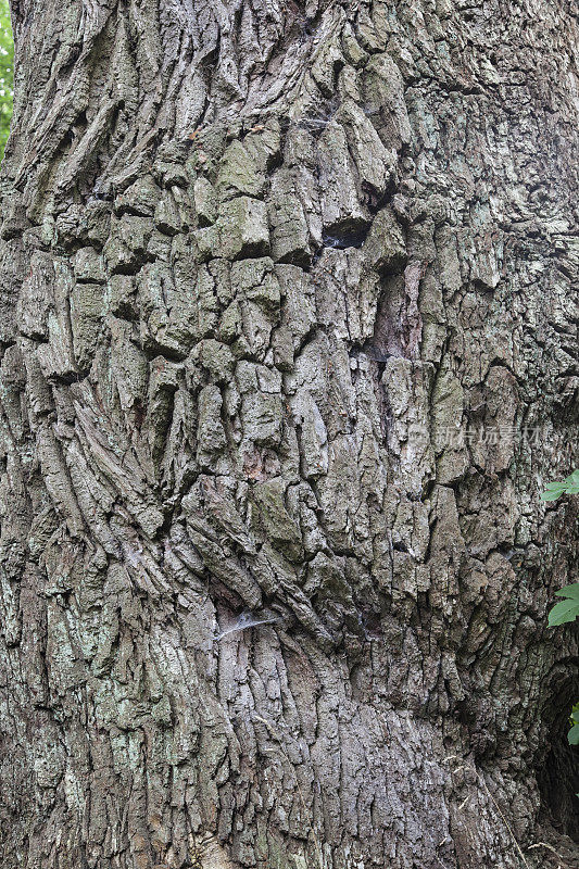 一棵老橡树的树皮