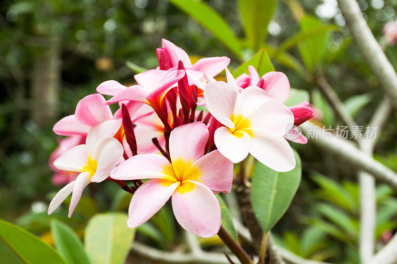 小美花