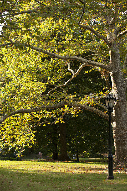 中央公园的榆树