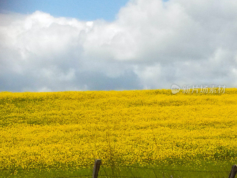 春天的野芥菜花和加州索诺玛县的云朵