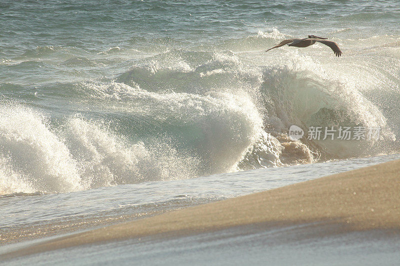 鹈鹕越过汹涌的海浪