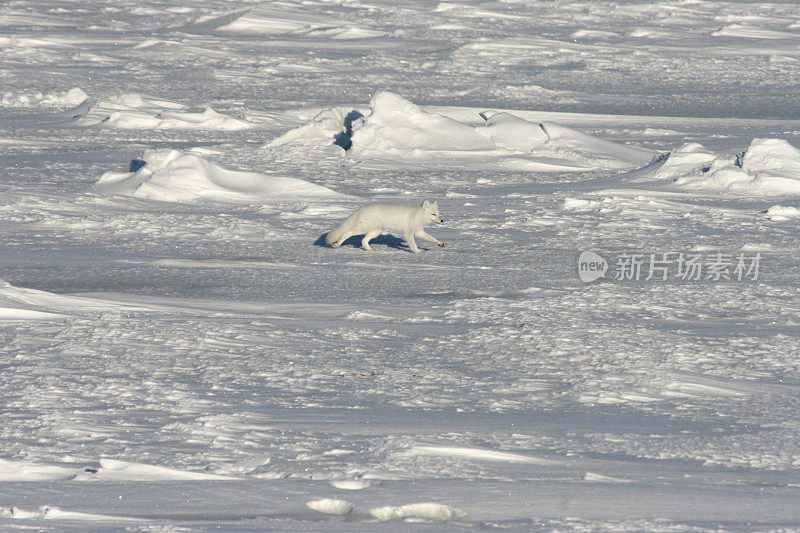 野生奔跑的北极狐狸在冰雪覆盖的苔原哈德逊湾