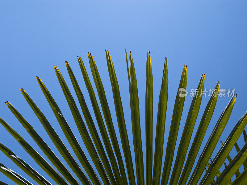 扇形棕榈叶与蓝天。