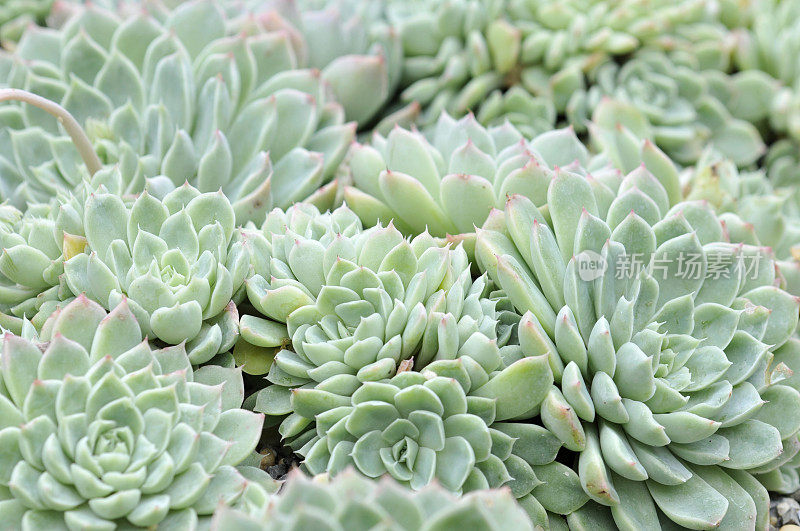 珍珠Echeveria