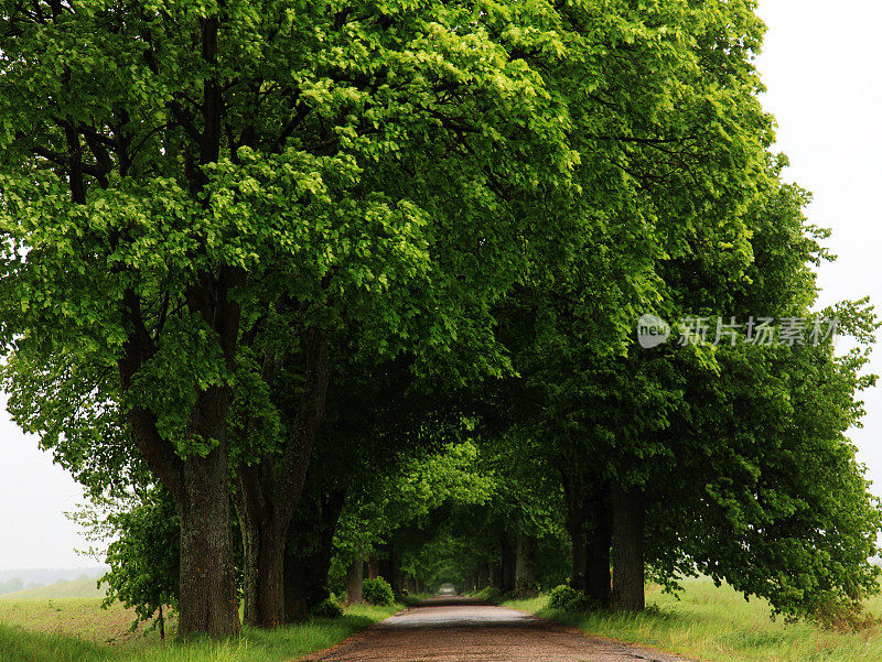 波兰马祖里绿树成荫的道路